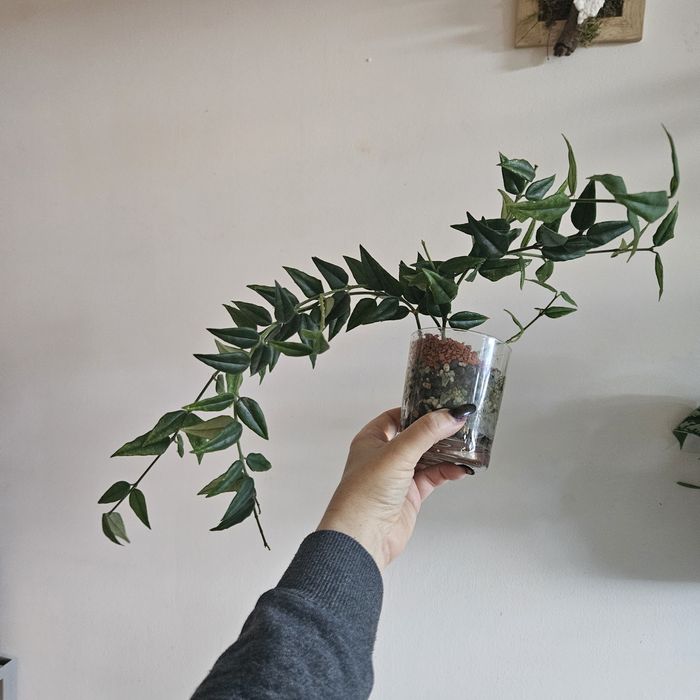 Hoya bella. Rosnąca z szypulkami