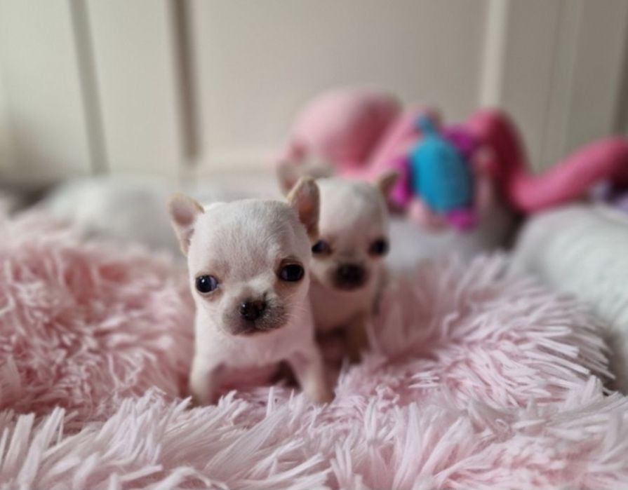 Chihuahua FCI ZKwP Suczka