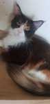 Śliczna kotka Maine Coon
