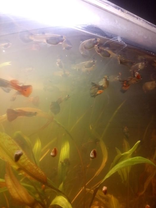 Гупачки, аквариумные рыбки.