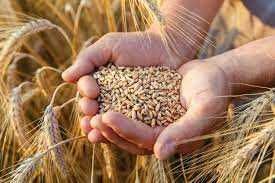 Продам пшеницю,фуражна, озима віяна