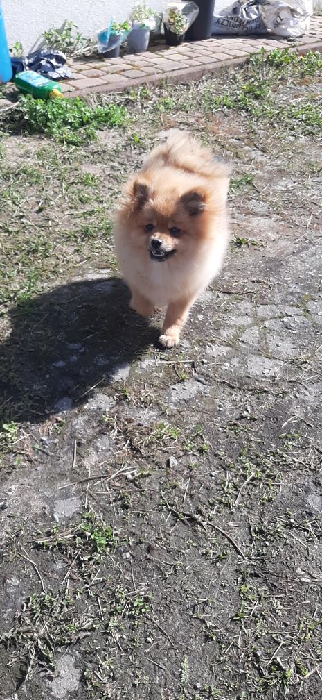 Pomeranian szpic miniaturowy suczka malutka