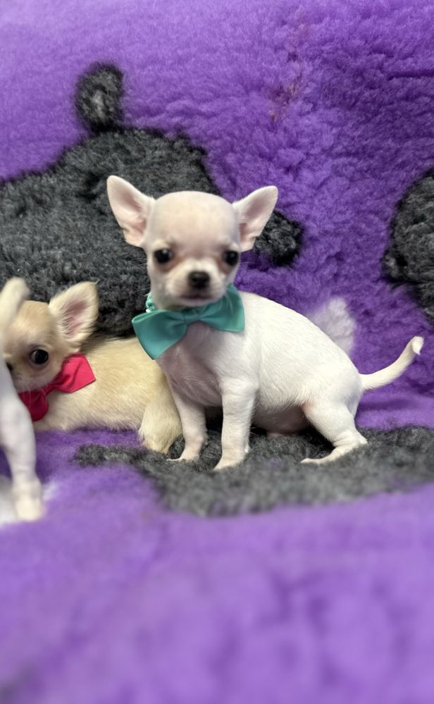 Chihuahua chlopiec szczenie FCI