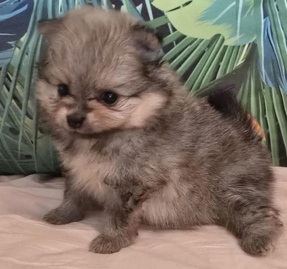 Szpic miniaturowy / pomeranian