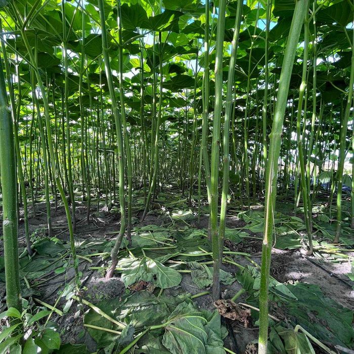 Однорічна промислова Павловнія із насіння сорт PaoTong07 Павловния 1см