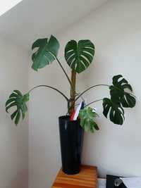 Monstera 70 cm bez doniczki