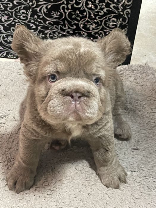 Биг Роп Флаффи Изабелла солид ВИП француз сасао носитель