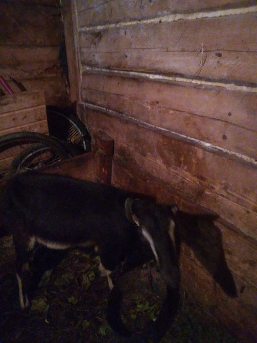 Коза ламанча 2200