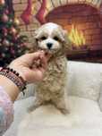 Maltipoo magnifico
