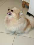 Szpic miniaturowy pomeranian boo suczka