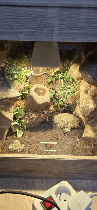 Terrarium dla pająka