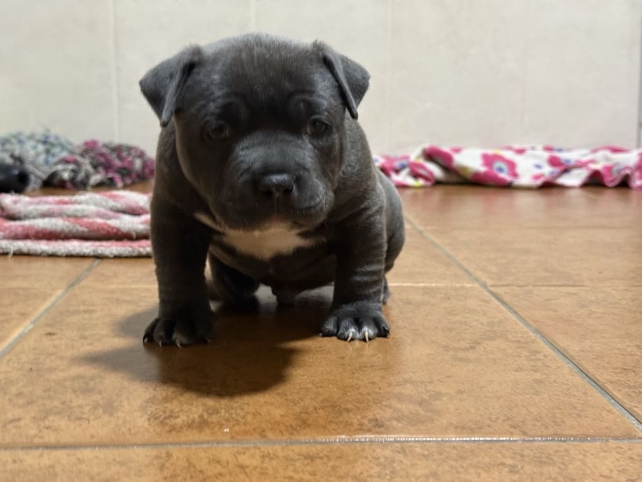 American bully pocket