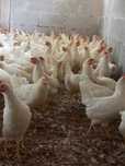 Kury Nioski Leghorn 24 tygodnie. Wysyłka od 10 sztuk.