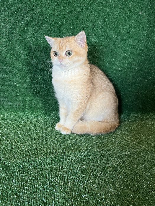 Британець золота шиншила bri by 11 терміново