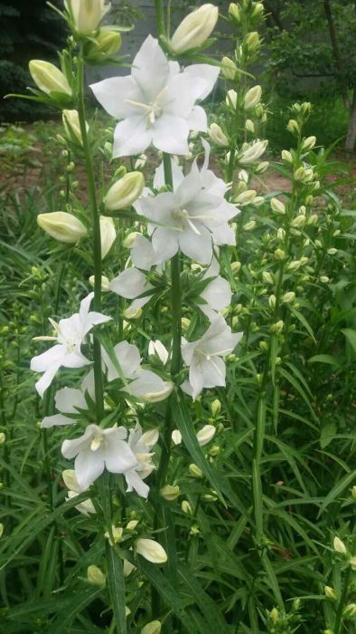 Цветок невеста(кампанула) уличная