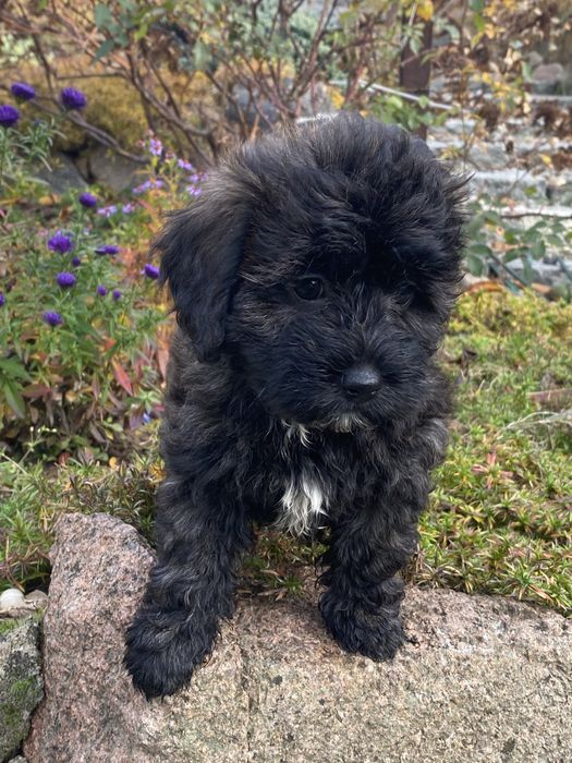 Śliczna sympatyczna sunia