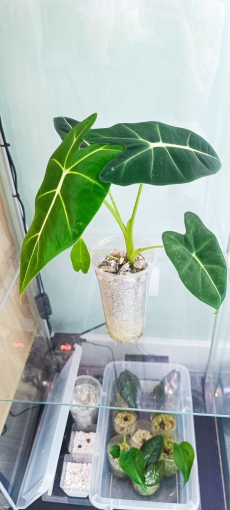 Alocasia sliver dragon/frydek/ Polly.