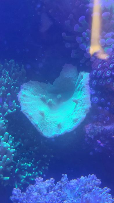 Sinularia dura green fluo
Koszt wysyłki:od Sinularia Dura "Fluo Green"