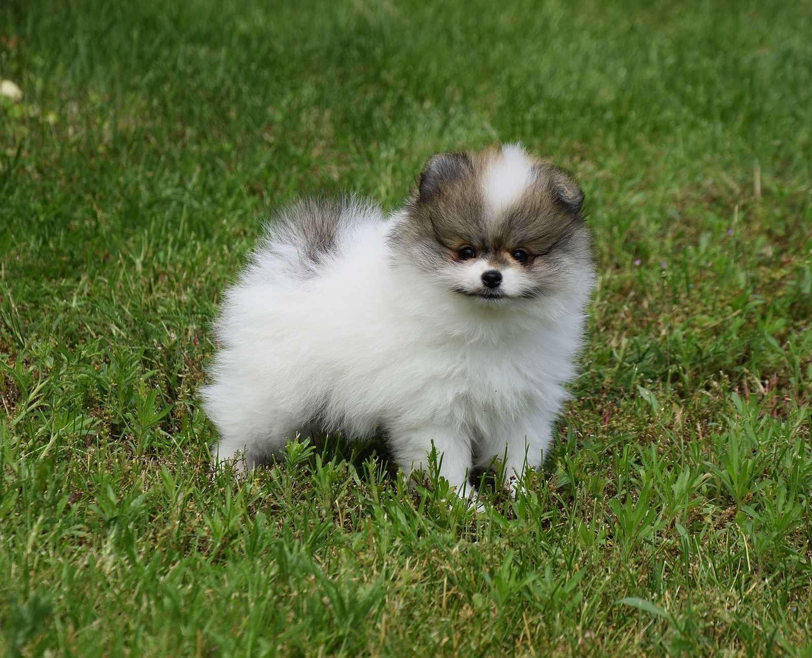 Nefryt - piesek Pomeranian parti color