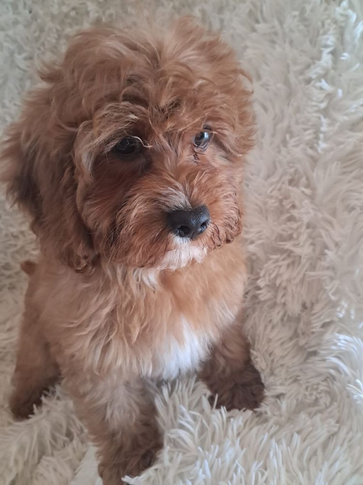 Cavapoo piesek red, mama cavalier tata pudel toy red