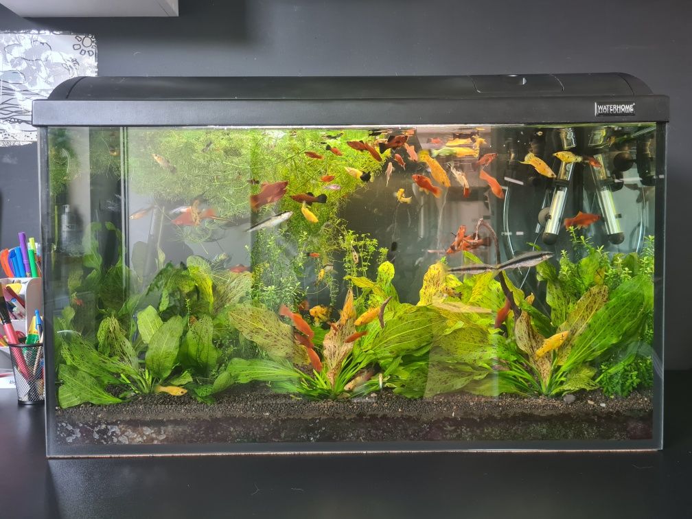 Akwarium 120l Tetra