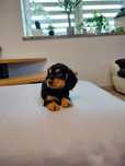 Sprzedam suczkę Cocker Spaniel czarna podpalana