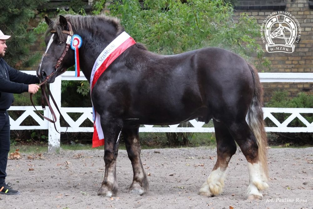 Ogier zimnokrwisty w typie sztumskim