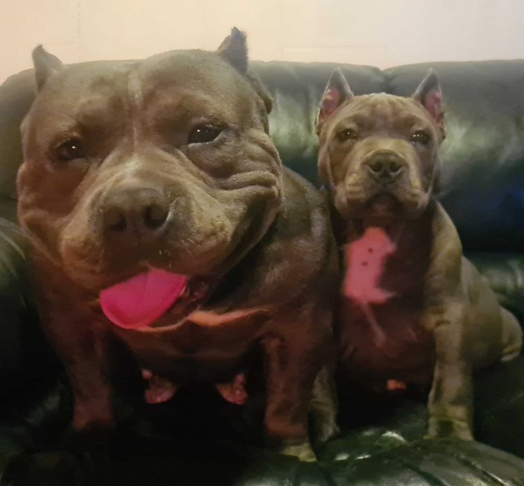 American Bully Chłopiec 3-mc Abkc
