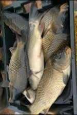 Продаж мальок річкової риби : Судак, сом, карась, платва