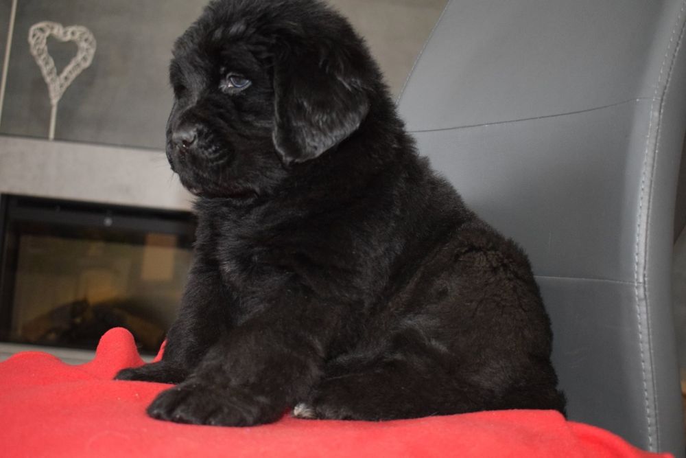 Czarna sunia Nowofundland