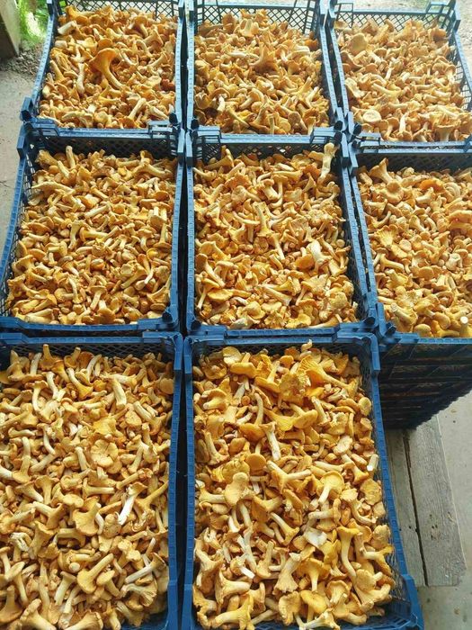 Продам маслюк лисичкі польскій гриб Сморчки свіжі