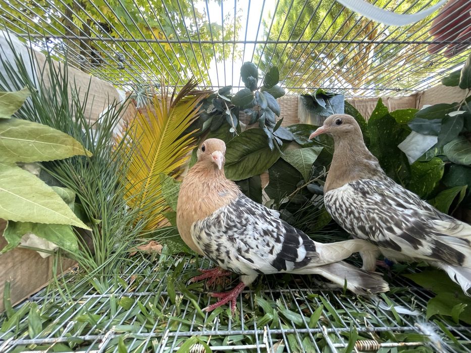Pombos calhandra .