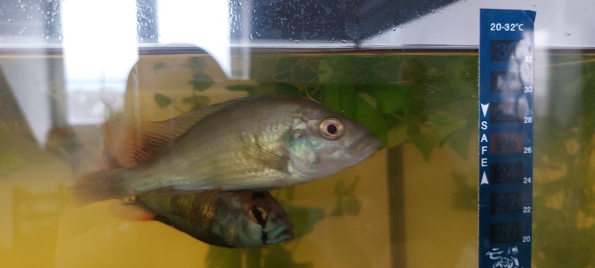 Sprzedam narybek Haplochromis niereri