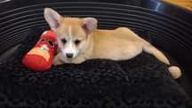 Piesek Welsh Corgi Pembroke FCI