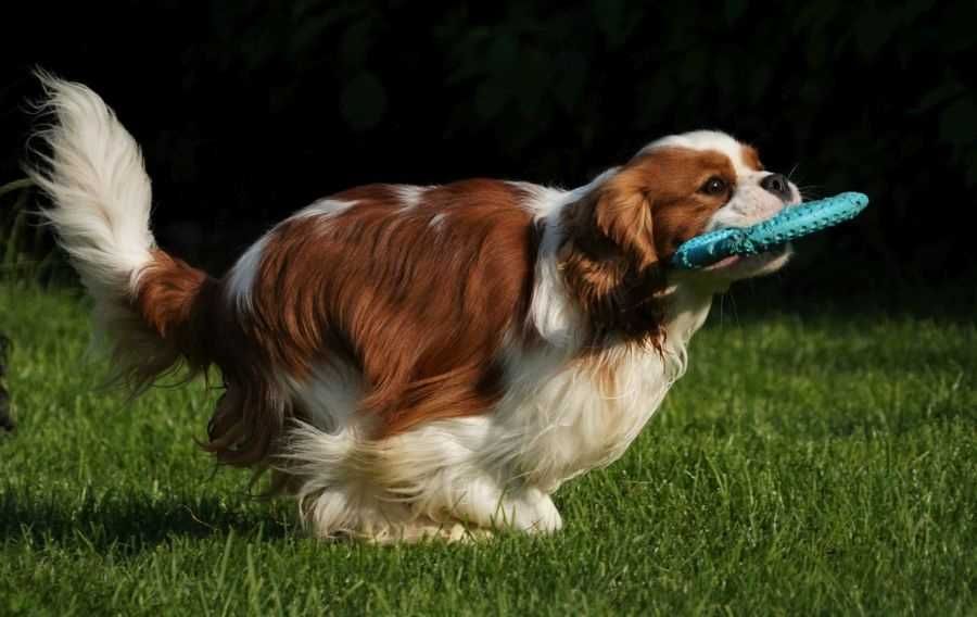 Cavalier King Charles Adulto com 1 ano e meio e Excelente Pedigree