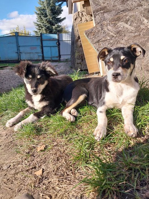 Собачки в добрі руки