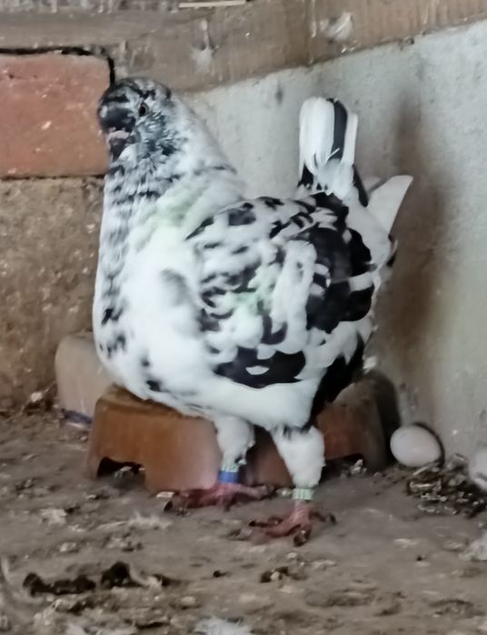 Gołębie Kingi sprzedam