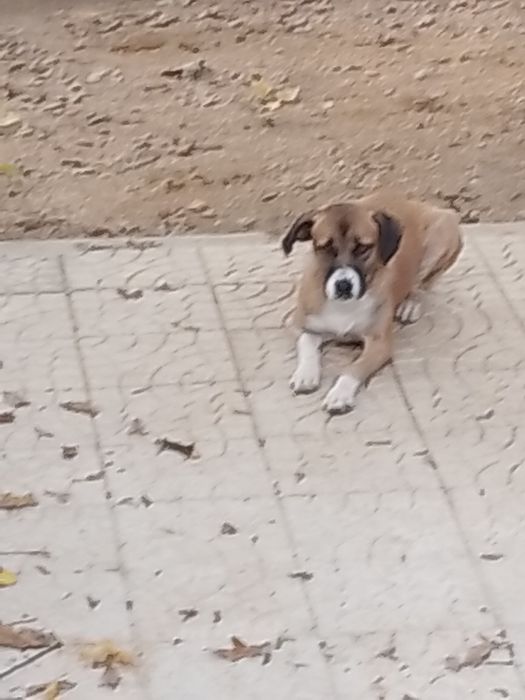 Cadela para adoção