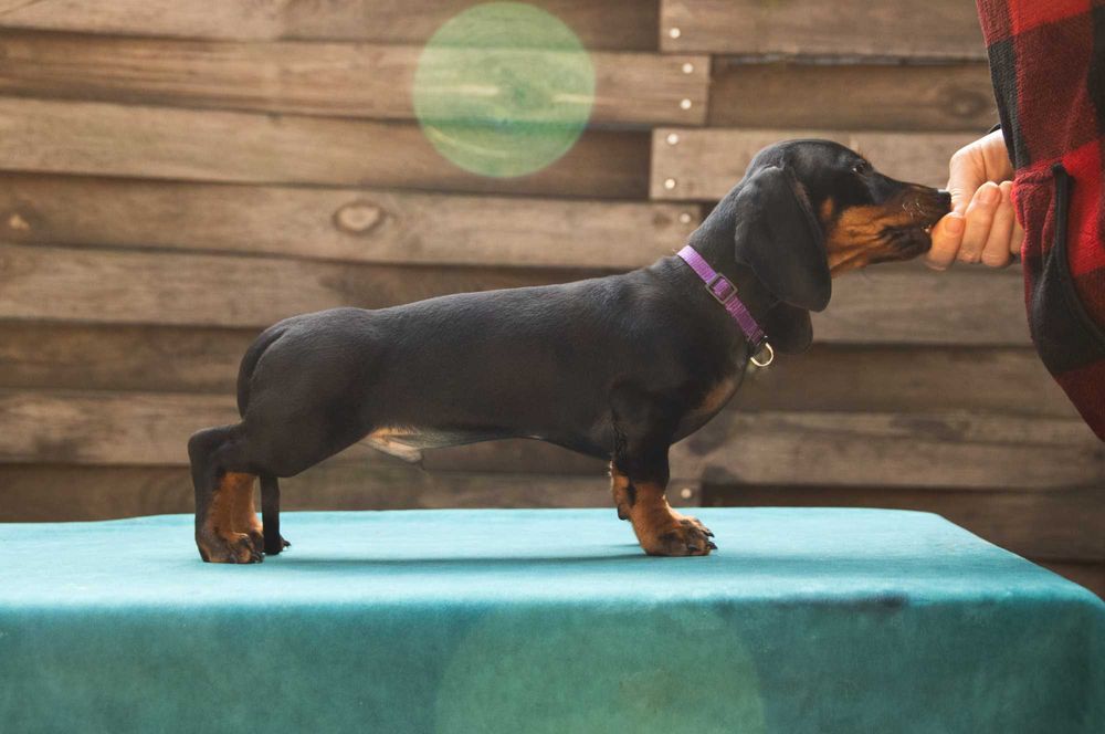 Мініатюрна такса, цуценята, хлопчики для дому і для виставок.