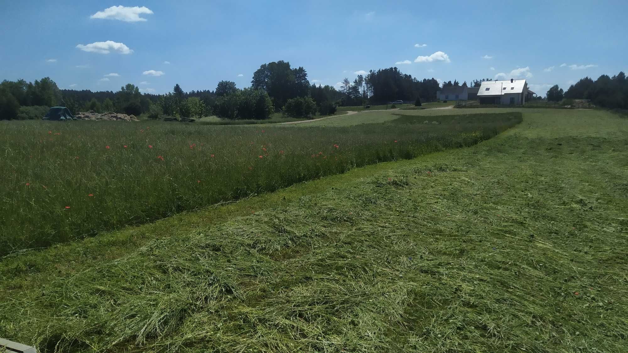 3kg Sianko, Siano jutro wysyłka, super jakość + gratisy
