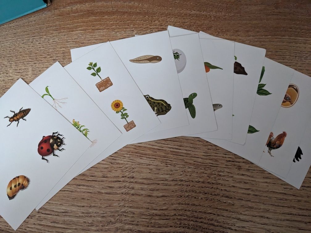Cykl rozwojowy/cykle rozwojowe/taca z cyklami/Montessori