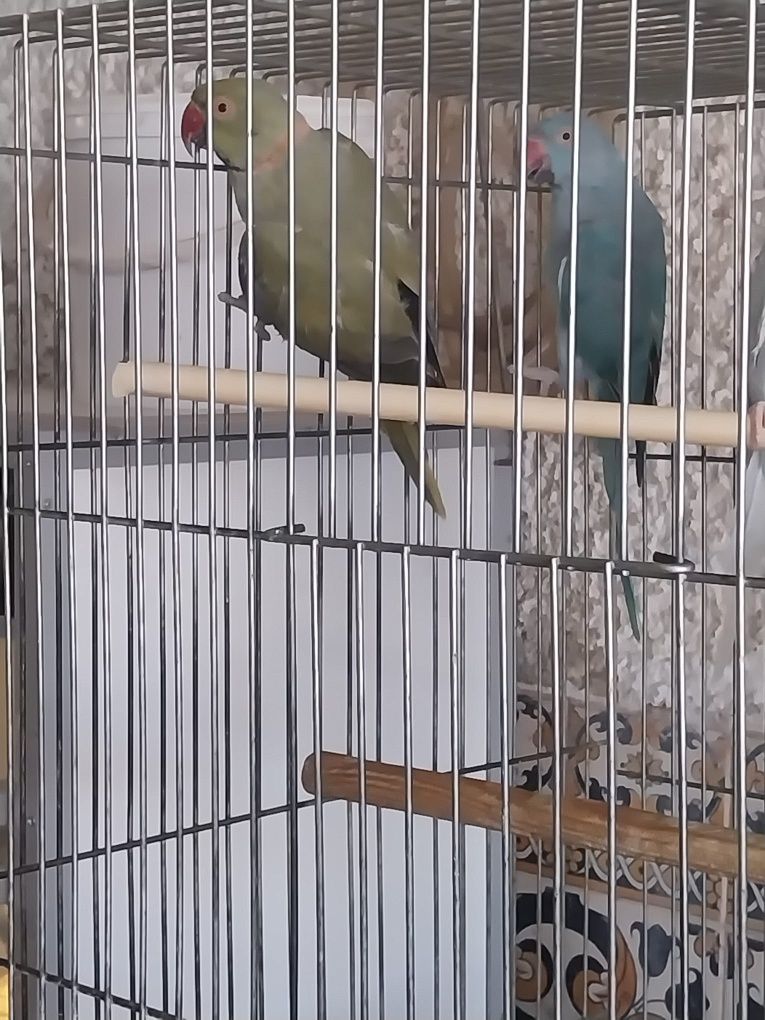 Ring necks adultos
