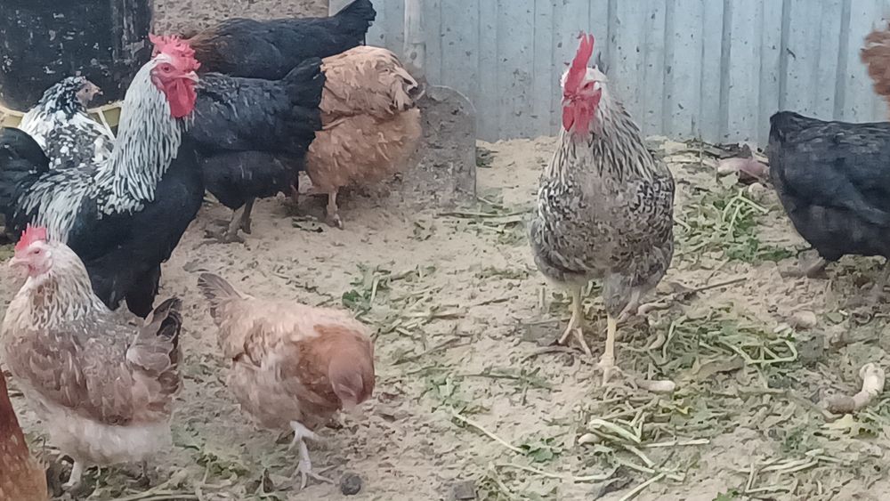 Jajka legowe kur niosek mix odmian