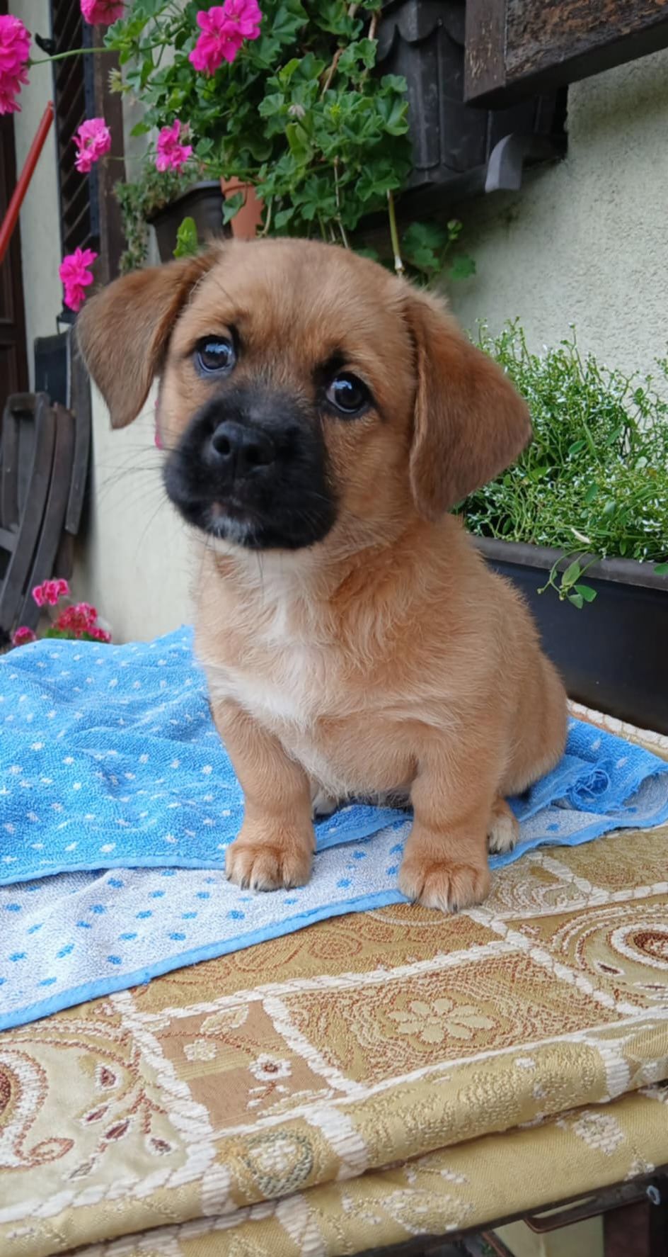 Mikro Szczeniak do adopcji
