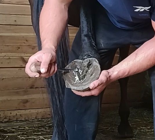 Werkowanie struganie kopyt