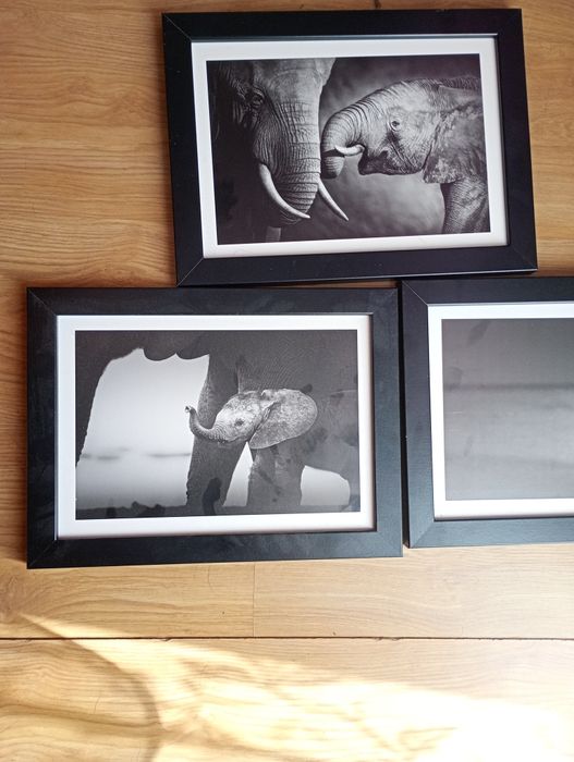 Fotografie słoni obraz