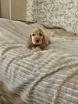 Sprzedam Cocker spaniel