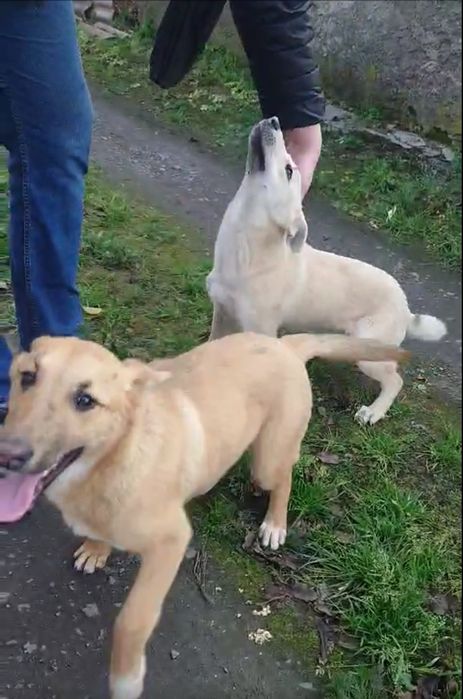 Цуценята в пошуках родини