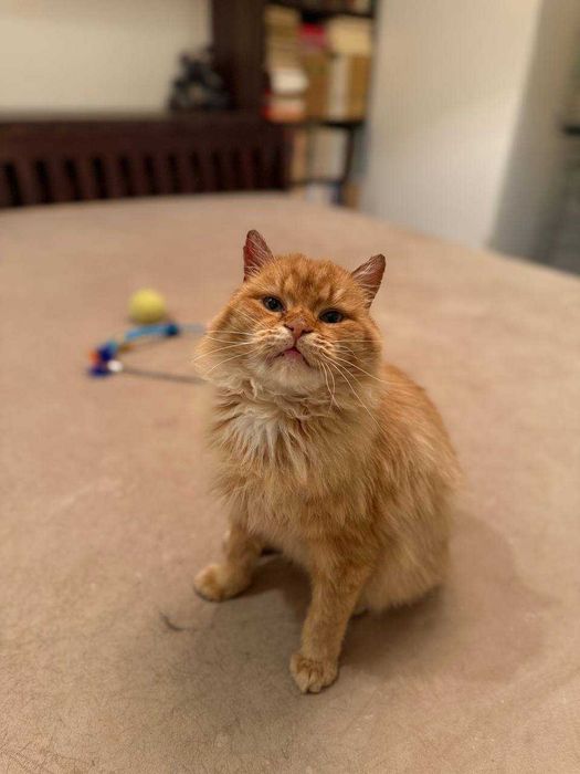 лагідний ,шикарний кіт , муркотун і пестун