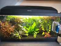 Akwarium Aquael 60cm rośliny, ryby, filtr, raki, neony simulans